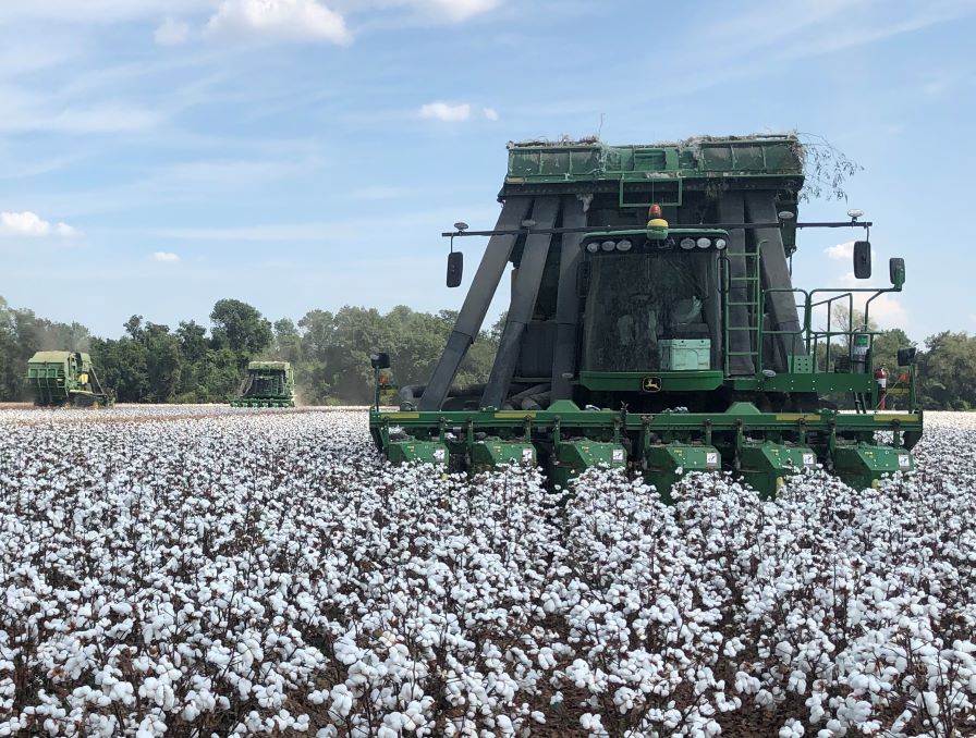 Proper timing of defoliation is important decision for cotton growers