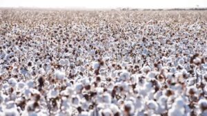 Six New FiberMax and Stoneville Cotton Varieties Coming for 2025