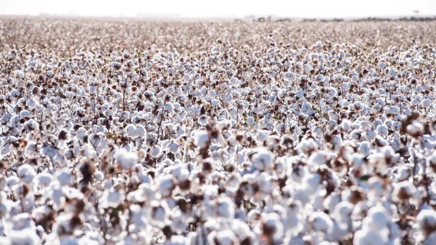 Consistent Performance, New Trait for BASF Seed Brands