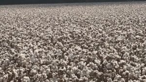 Cotton Market Teasing Higher Prices – But Not Quite Yet