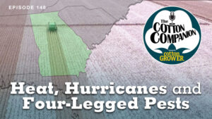 Cotton Companion Podcast: Heat, Hurricanes and Four-Legged Pests