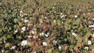 Timely Defoliation Has Its Advantages