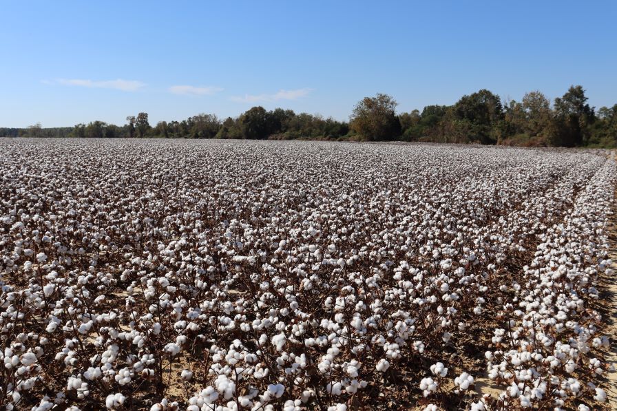 Price Swings and Weak Demand Continue to Feed the Cotton Bears - Cotton  Grower