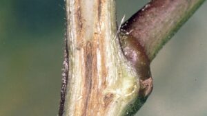 Clemson, Australian Scientists Unite to Combat Fusarium Wilt in Cotton