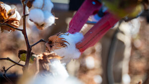 MS State Engineering System Puts Autonomous Cotton Harvesting Within Reach