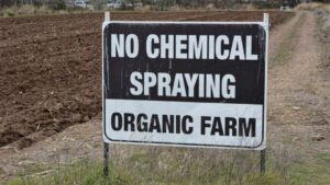 Driving to Make the U.S. a Leader in Organic Cotton