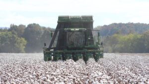 How Cotton Percentage Affects Paper Performance – Etchr Lab