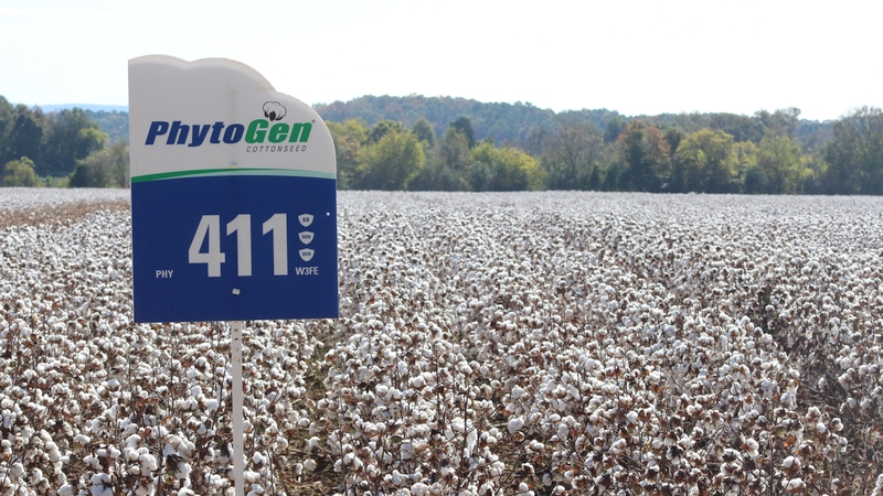 Cotton project paves new path for plant protection - AgriLife Today