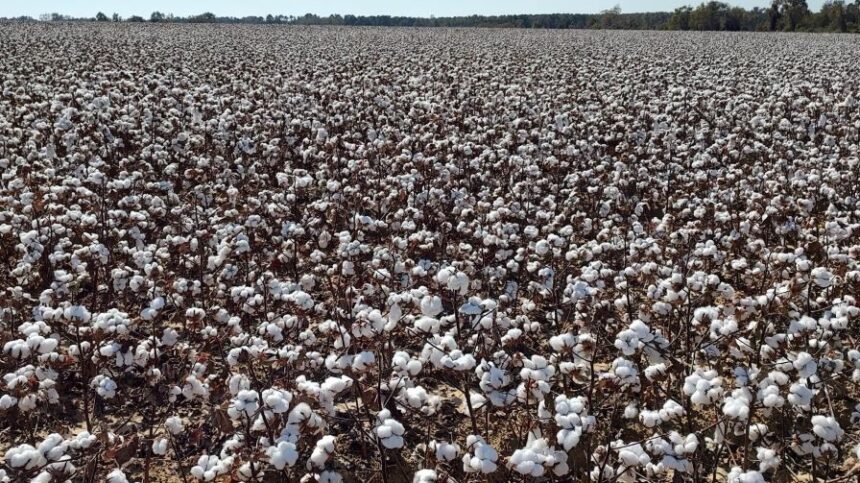 Cotton Price Bottom Is In, Time to Watch for Rebound
