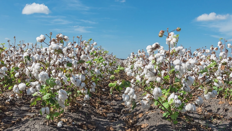 Empowering Cotton Growers For A Successful Season Cotton Grower