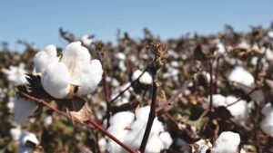 Use Seed Selection To Help Manage Crop Inputs