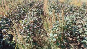 EPA Extends Comment Period for Proposed New Dicamba Registration to September 6