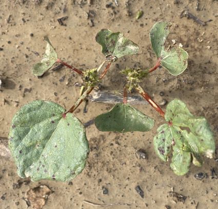 Arkansas Cotton Hoping to Outrun High Thrips Populations - Cotton Grower