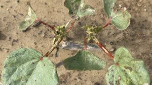 Arkansas Cotton Hoping to Outrun High Thrips Populations
