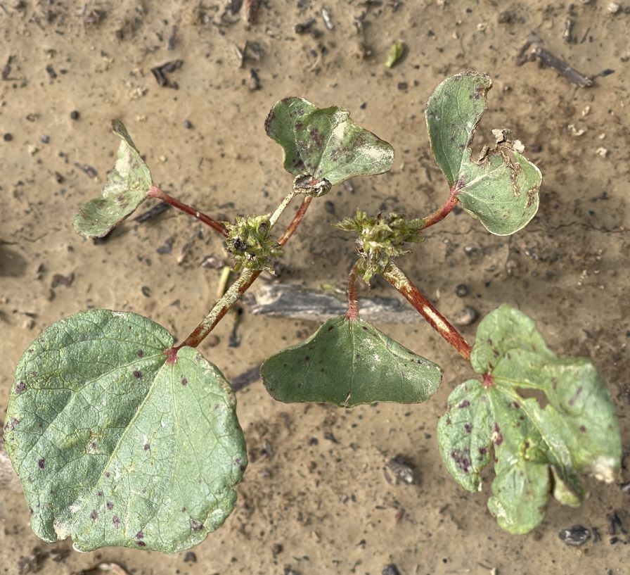 Arkansas Cotton Hoping to Outrun High Thrips Populations - Cotton Grower