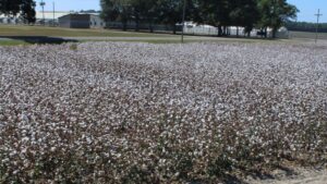 Lessons from Cotton’s Antique Alley