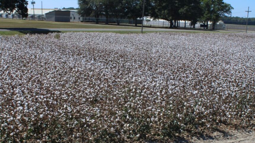 Lessons from Cotton’s Antique Alley