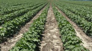 OutReach SC Nematicide Registered for Use in Cotton and Peanuts