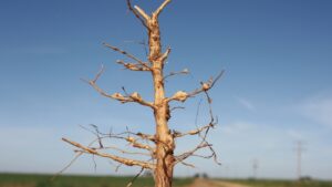 Tackling the Silent Threat to Cotton Yields