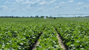 Shurley: Planting Intentions Overview and Considerations