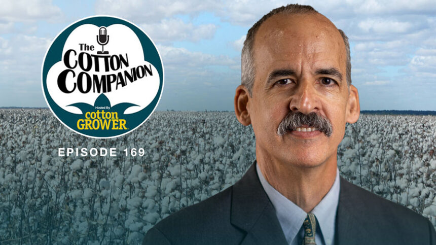 Cotton Companion: Slumping Prices and the Million Acre Surprise