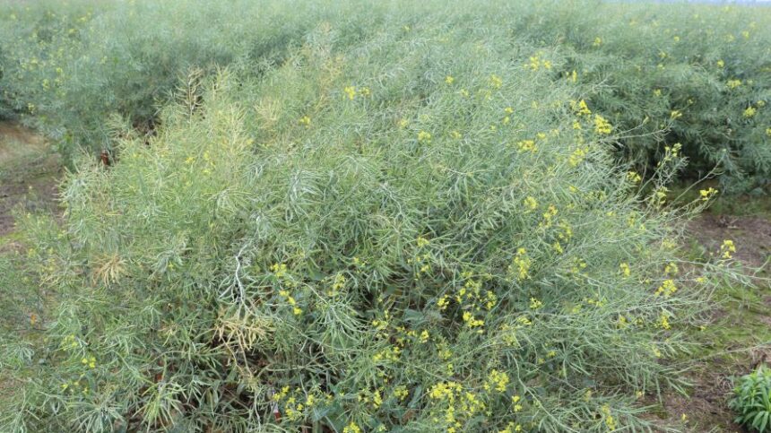 Mid-South Winter Canola Program Achieves Successful Harvest