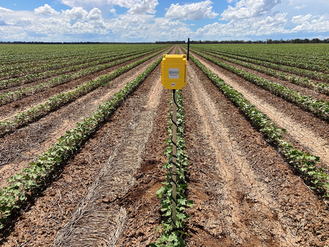 cotton production business plan