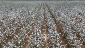 Shurley: Could This Be the Beginning of Price Improvement?