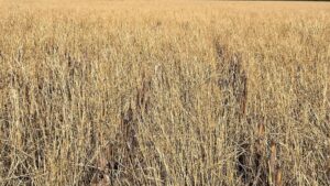 Plan Post Harvest Cover Crop Planting for Weed Suppression