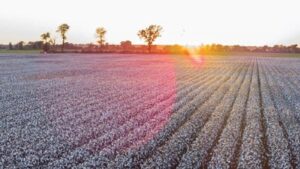 Cotton Growers Regroup to Set Winning Strategies for 2025