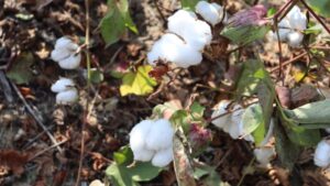 Is There Light at the End of Cotton’s Tunnel?