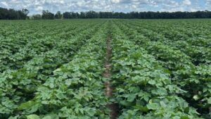 Shurley: Acreage Numbers are a Surprise, What Now?