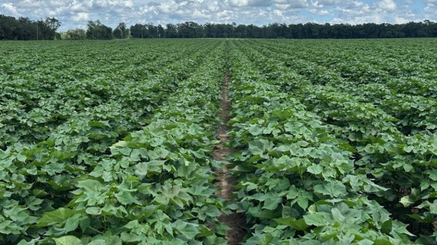 Shurley: Acreage Numbers are a Surprise, What Now?