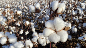 PhytoGen Sets New High Yielding, Top Fiber Quality Varieties for 2026