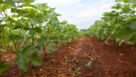 Better Cotton Initiative Set to Host Regenerative Ag Event in Texas