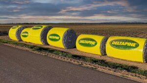 Deltapine Unveils Five New Varieties as the Class of ’26