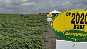 TX Cotton Field Day Focuses on Weeds, Growth Management, Varieties