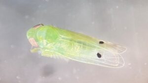 Cotton Jassid Adds New Insect Pressure to Georgia Cotton Producers