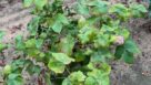 Cotton Jassid Confirmed in Oklahoma