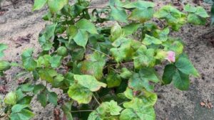 Cotton Jassid Confirmed in Oklahoma