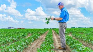 New Varieties Break Through Barriers For A ‘Step-Change in Yield Potential’