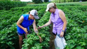 Impact of Microbes and Environment on Cotton Development