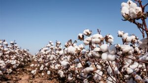 INSIDE THE BREEDING PROCESS THAT POWERS STONEVILLE® COTTON
