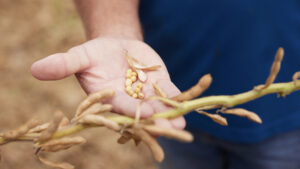 Performance report: Armor Soybean yield stood strong in 2025