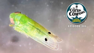 Everything You Need to Know About the Cotton Jassid for 2026