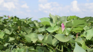 Control piercing, sucking insect pests and protect yield potential