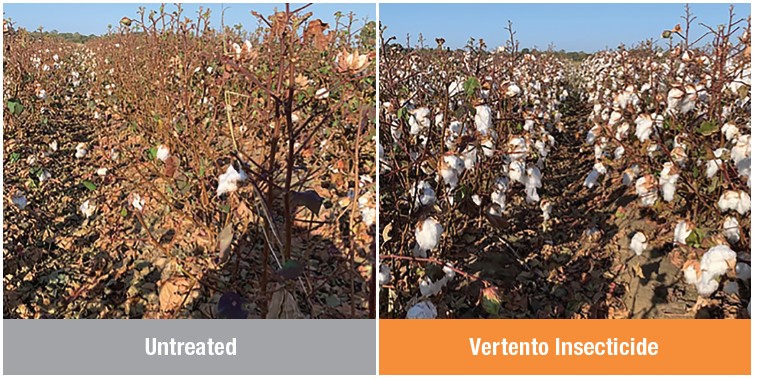 In a trial testing plant bug damage in cotton, cotton plants treated with Vertento had less damage than untreated cotton for improved marketable yield potential. Source: Sales Support Trial SyngPB – AR 2022