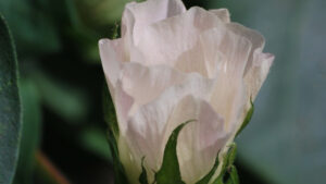 Effective thrips control comes down to one option