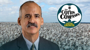 Cotton’s Weather Market Has the Bulls on Parade