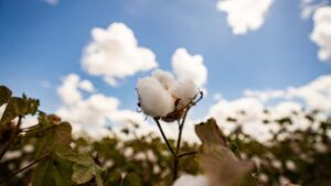 Cotton Prices Rally as Texas Growing Conditions Turn Mixed